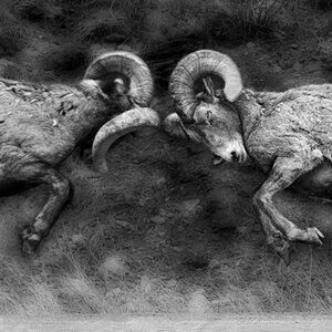 Meet your Posher, Vic